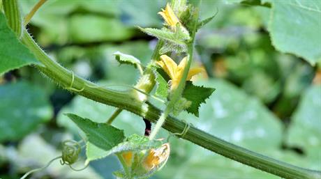 Top 50 garden centre plants sold in 2026: Year-to-date EPOS data